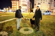 Aksaray'da Koyunlar Kaderine Terk Edildi